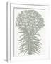 Lilies (Ivory & Sage)-Botanical Series-Framed Art Print