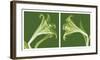 Lilies [Negative]-Steven N^ Meyers-Framed Art Print