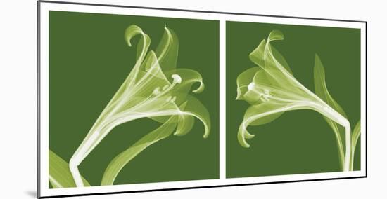 Lilies [Negative]-Steven N^ Meyers-Mounted Art Print