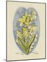 Lilies of the Valley, Ladders to Heaven-John Shenton Eland-Mounted Giclee Print