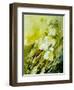 Lilies of the Valley Watercolor-Pol Ledent-Framed Art Print