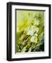 Lilies of the Valley Watercolor-Pol Ledent-Framed Art Print