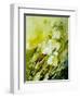 Lilies of the Valley Watercolor-Pol Ledent-Framed Art Print