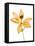 Lilies on a white background-Panoramic Images-Framed Stretched Canvas