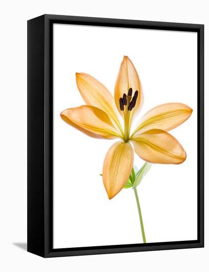 Lilies on a white background-Panoramic Images-Framed Stretched Canvas