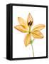 Lilies on a white background-Panoramic Images-Framed Stretched Canvas