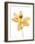 Lilies on a white background-Panoramic Images-Framed Photographic Print