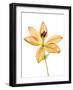 Lilies on a white background-Panoramic Images-Framed Photographic Print