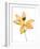 Lilies on a white background-Panoramic Images-Framed Photographic Print