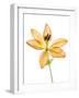 Lilies on a white background-Panoramic Images-Framed Photographic Print