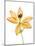 Lilies on a white background-Panoramic Images-Mounted Photographic Print