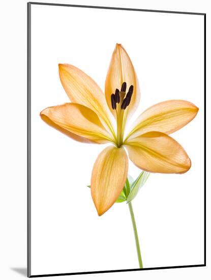 Lilies on a white background-Panoramic Images-Mounted Photographic Print