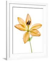 Lilies on a white background-Panoramic Images-Framed Photographic Print