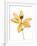 Lilies on a white background-Panoramic Images-Framed Photographic Print