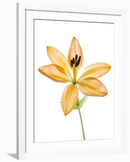 Lilies on a white background-Panoramic Images-Framed Photographic Print