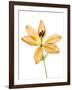 Lilies on a white background-Panoramic Images-Framed Photographic Print