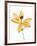 Lilies on a white background-Panoramic Images-Framed Photographic Print