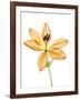 Lilies on a white background-Panoramic Images-Framed Photographic Print