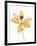 Lilies on a white background-Panoramic Images-Framed Photographic Print