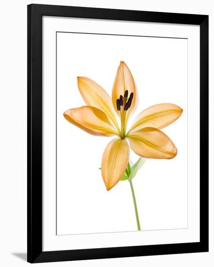 Lilies on a white background-Panoramic Images-Framed Photographic Print