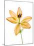 Lilies on a white background-Panoramic Images-Mounted Photographic Print