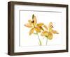 Lilies on a white background-Panoramic Images-Framed Photographic Print