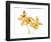 Lilies on a white background-Panoramic Images-Framed Photographic Print