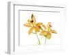 Lilies on a white background-Panoramic Images-Framed Photographic Print