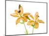 Lilies on a white background-Panoramic Images-Mounted Photographic Print