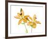 Lilies on a white background-Panoramic Images-Framed Photographic Print