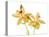 Lilies on a white background-Panoramic Images-Stretched Canvas