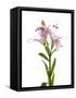 Lilies on a white background-Panoramic Images-Framed Stretched Canvas