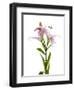 Lilies on a white background-Panoramic Images-Framed Photographic Print