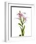 Lilies on a white background-Panoramic Images-Framed Photographic Print