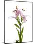 Lilies on a white background-Panoramic Images-Mounted Photographic Print