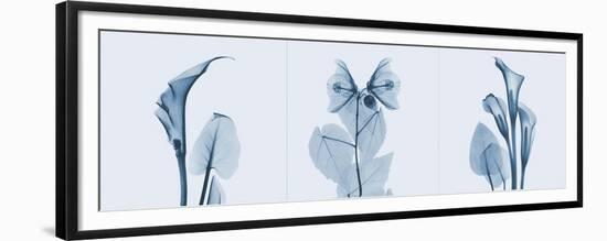 Lilies Triple in Blue-Albert Koetsier-Framed Premium Giclee Print