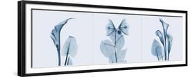 Lilies Triple in Blue-Albert Koetsier-Framed Premium Giclee Print