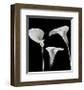 Lilies-Rudy Archer-Framed Art Print