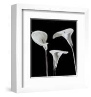 Lilies-Rudy Archer-Framed Art Print