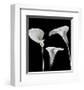 Lilies-Rudy Archer-Framed Art Print