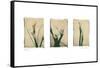 Lilies-Amy Melious-Framed Stretched Canvas