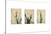 Lilies-Amy Melious-Stretched Canvas