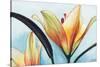 Lilies-Jennifer Redstreake Geary-Stretched Canvas