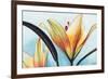 Lilies-Jennifer Redstreake Geary-Framed Premium Giclee Print