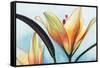 Lilies-Jennifer Redstreake Geary-Framed Stretched Canvas