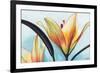Lilies-Jennifer Redstreake Geary-Framed Art Print