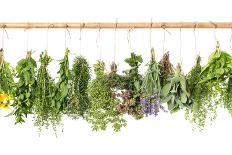 Fresh Herbs Hanging Isolated on White. Basil, Rosemary, Thyme, Mint-LiliGraphie-Photographic Print
