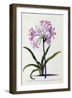 Lilio Narcissus, C.1744-Georg Dionysius Ehret-Framed Giclee Print