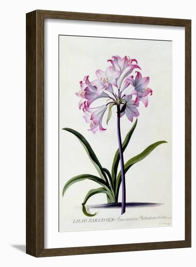 Lilio Narcissus, C.1744-Georg Dionysius Ehret-Framed Giclee Print