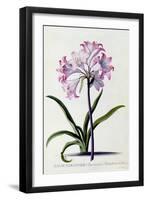 Lilio Narcissus, C.1744-Georg Dionysius Ehret-Framed Giclee Print